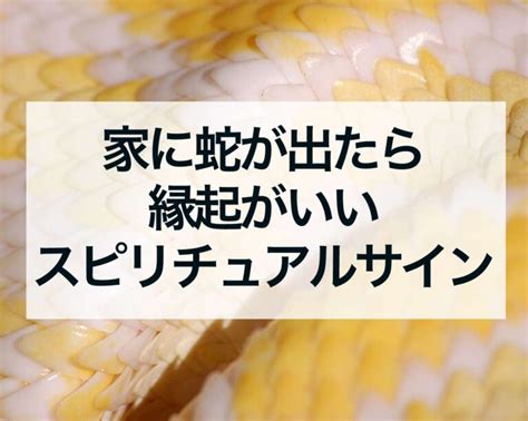 蛇 風水|家に蛇が出たら縁起が良い？玄関に蛇は？スピリチュ。